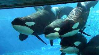 6 Killer Whales in Underwaterviewing Seaworld Orlando [upl. by Jaquenette]