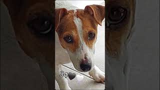 Kailanipet mascota jackrussell [upl. by Arvind998]