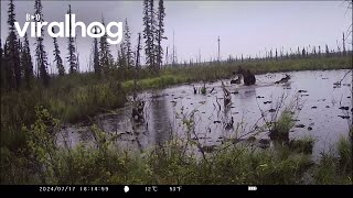 Bear Chases Moose Family Into Pond  ViralHog [upl. by Ahsilla]