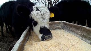 Feeding the feedlot cattle ground ear corn [upl. by Granlund336]