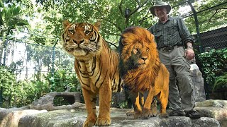 Tiger vs Lion  Size Comparison Seeing is believing Wild Animal Documentary [upl. by Cyn438]