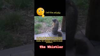 Adult yellowbellied MARMOT on cabin porch  Rocky Mountain Lab whistling to warn of predators [upl. by Arekat]