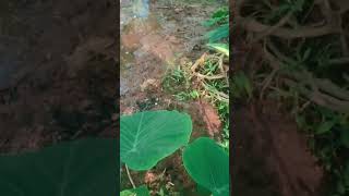 Colocasia Plant Care Everything You Need To Know colocasia shorts youtube short [upl. by Sharp]