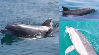 Incredible Detail Footage of Bottlenose Dolphins Swimming in Shallow Water  Surreal Drone Footage [upl. by Fortunna863]