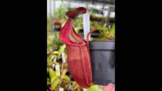 Nepenthes densiflora x veitchii BE4037  Kannenpflanzen bei Fangblatt  kannenpflanze [upl. by Sherborn]