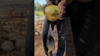 Master of cutting coconuts with sharp triangular spears  Fruit Cutting Skills [upl. by Rebmyt]