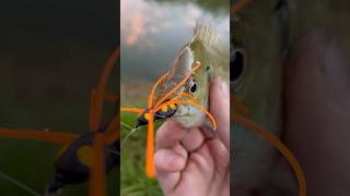 Bluegill LOVE Spiders [upl. by Beetner]