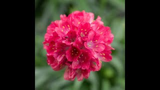 The beautiful Armeria Dreameria Series [upl. by Aslehc485]