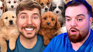 IBAI Reacciona a ¡Rescaté 100 Perros Abandonados de MrBeast [upl. by Lasley968]