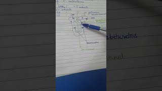 Pharma drugs mnemonicsmbbs mbbsmotivation mbbsabroad neetpg [upl. by Bennion]