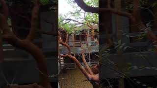 Vipassana meditation centre in tiruvannamalai bangalore darshan news animals india [upl. by Pasol]