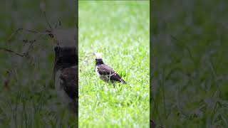 Review Bird News Blackcollared starling Bird birds [upl. by Bale707]