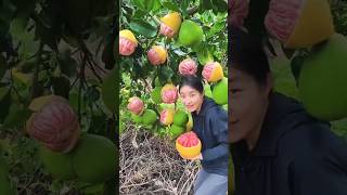 Amazing orange fruit garden ।fruit shorts [upl. by Annez]