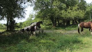 some of the 2023 weanlings at McNatt Farms in Fayetteville TN [upl. by Maure]