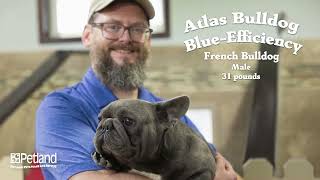 Atlas Blue Efficiency M French Bulldog [upl. by Rehsu]