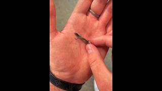 A baby lizard hatching from an egg shorts youtubeshorts animals [upl. by Immac]