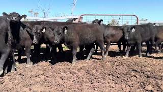 Single Tree Ag  Tamworth Store Sale FRI 06SEP24  80 Heifers V1 [upl. by Nelg]