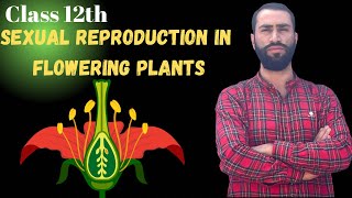 Sexual Reproduction in flowering plants Microsporogenesisi  Class 12 th biology [upl. by Ttirb]