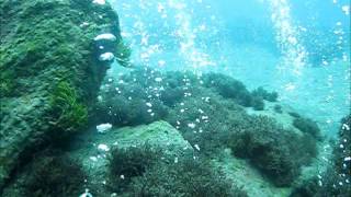 Diving the hydro thermal vents at Ribeira Quente São Miguel Azores [upl. by Lupita]