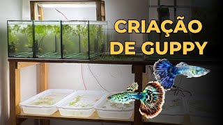 CRIAÇÃO DE GUPPY DE LINHAGEM EM CASA  ESTANTE NOVA [upl. by Aniret]