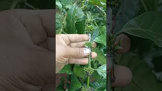 Robusta klon Arsad [upl. by Cleaves]