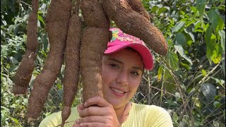 Todo lo que necesitas saber sobre la Yuca  Saida ZC  💚 [upl. by Jillana]