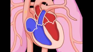 Exploring the Heart The Circulatory System YouTube [upl. by Suidualc]