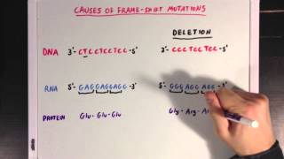 The Causes of Genetic Mutations [upl. by Elram]