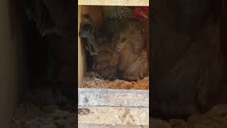 Actual footage of a hen laying an egg fresheggs northernsunmerc eatlocal pasturedpoultry [upl. by Lem956]