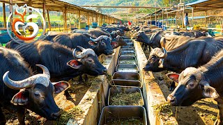 Water buffalo farms How to make millions of dollars from raising water buffalo  Farm documentary [upl. by Oletta128]