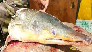 Amazing Giant Monster Yellow Eel Fish Cutting amp Skinning Skills In Fish Market By Expert Cutter [upl. by Airdnaxila]