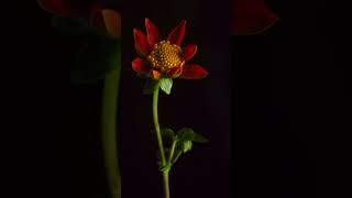 tithonia flower lapse [upl. by Leemaj]