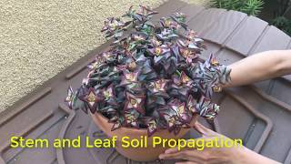 Stem and Leaf Propagation for Crassula rupestris or any stacking crassula [upl. by Nellahs]