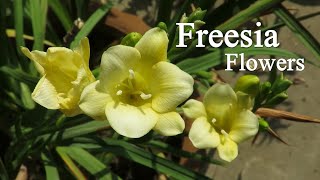 Freesia Flower Freesia Bulb Planting How To Grow Fresia Plants [upl. by Froehlich]