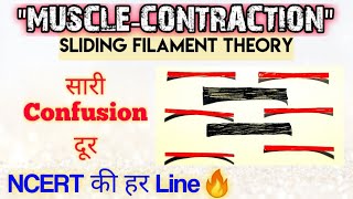 quotMuscle Contractionquot सबसे Easy Video 🔥🔥 Sliding Filament Theory  Ncert की हर Line होगी Cover 😎 [upl. by Athena]