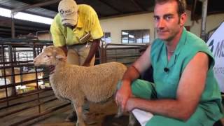 Sheep Intramuscular injection technique [upl. by Tailor]