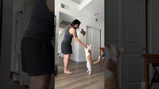 CAT TREATS ytshort catlover youtubeshort [upl. by Acisse163]