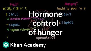 Hormone control of hunger [upl. by Ainniz]