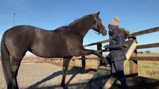 Teaching a horse to stretch the shoulders and forelimbs [upl. by Ybot]