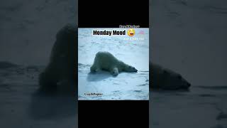 Funny Monday I Monday Memes short monday funnyvideos funnyanimals reels [upl. by Bromley]