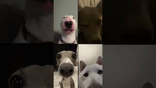 Doggyz ft walter vesh and other dog [upl. by Siwel]