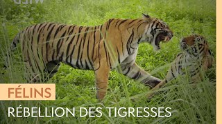 Des tigresses affrontent leur mère car elles convoitent son trône [upl. by Selfridge774]