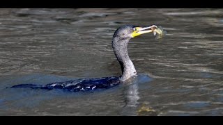 The Anhinga Snakebird Darter American Darter or Water Turkey Catching Fish India 2015 HD [upl. by Suidualc730]