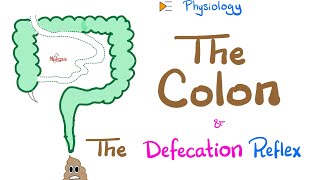 The Colon amp The Defecation Reflex  Gastrointestinal Physiology [upl. by Yila]