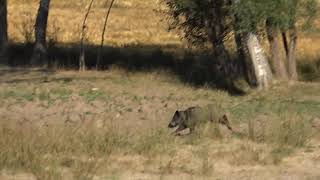 SAZLIKTA YABAN DOMUZU AVI  WILD BOAR HUNTING IN REEDS [upl. by Louanne967]