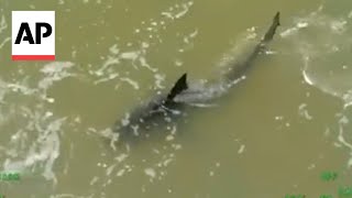 Shark attack injures two at South Padre Island Texas [upl. by Grizelda]