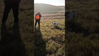 Brenda calling it pheasanthunting pointer birdhunting hunting uplandhunting birddog pheasant [upl. by Shevlo]