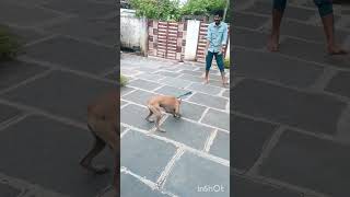 dog folk jonangi catchingfunny chotu My Brother Chotuu [upl. by Eillim]