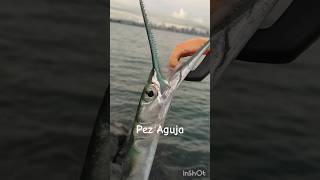 Pez aguja needlefish pesca fishingvideo panama pescando pescadeorilla [upl. by Elyod]