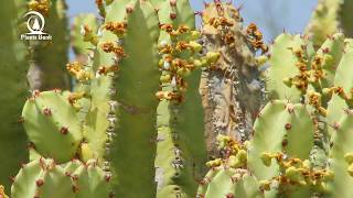 Euphorbia resinifera  Native Cactus of Morocco [upl. by Shultz]